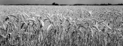 Agriculture Grain Farm